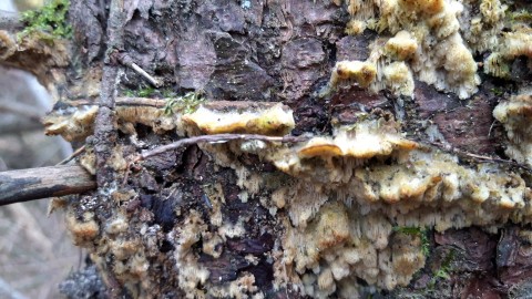 Mycoacia gilvescens