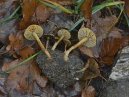 Protostropharia islandica