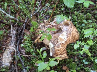 Catathelasma imperiale