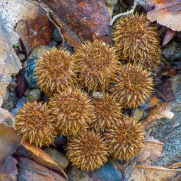 Cyathus striatus
