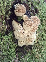 Pseudoinonotus dryadeus