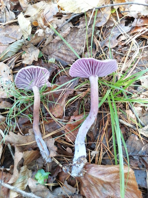 Laccaria amethystina