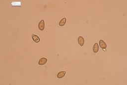 Inocybe fraudans
