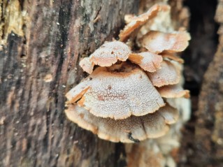 Panellus stipticus