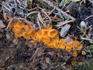 Byssonectria terrestris