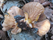 Sarcomyxa serotina
