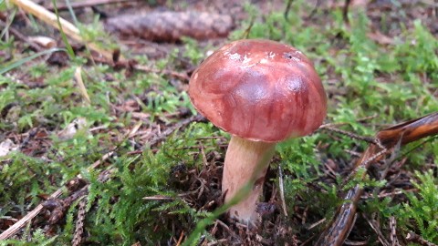 Imleria badia