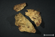 Uromyces appendiculatus