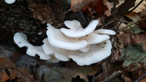 Pleurocybella porrigens