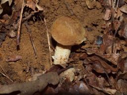 Hemileccinum impolitum