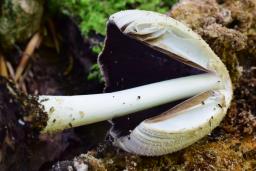 Coprinellus domesticus