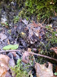 Pruinomycena acicula