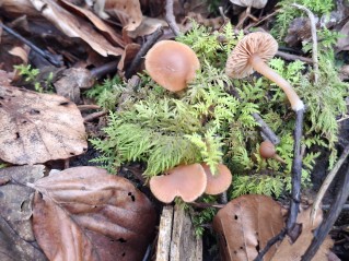 Tubaria furfuracea