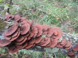 Daedaleopsis tricolor
