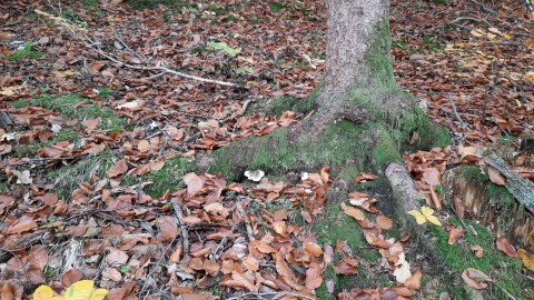Tricholoma saponaceum