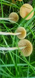 Galerina clavata