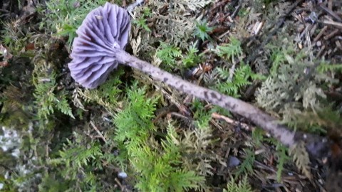 Laccaria amethystina
