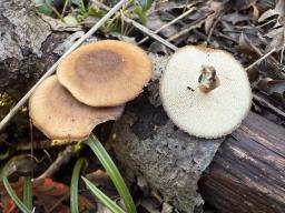 Lentinus brumalis