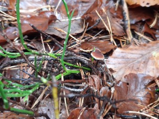 Auriscalpium vulgare