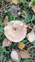 Lactarius torminosus