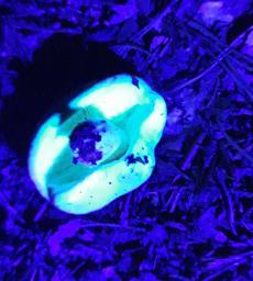 Russula rosea