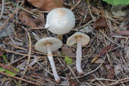 Lepiota cristata