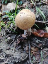Leccinum scabrum