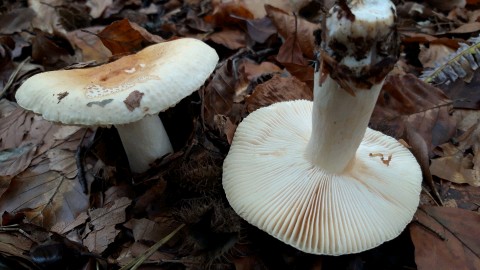 Russula fellea
