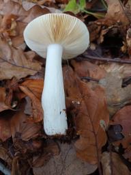 Russula veternosa