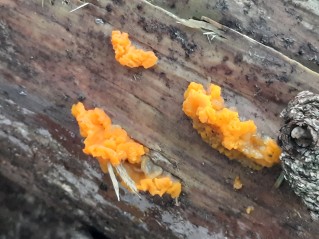 Dacrymyces stillatus