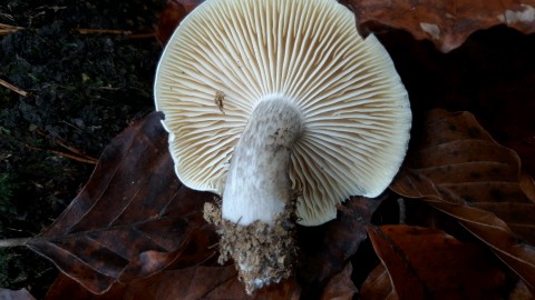 Tricholoma saponaceum