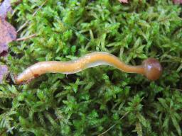Leotia lubrica