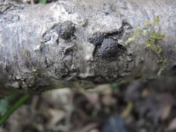 Jackrogersella multiformis