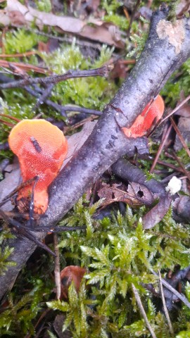 Pycnoporus cinnabarinus