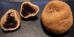 Elaphomyces granulatus