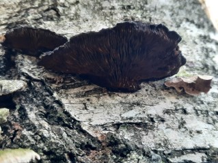 Daedaleopsis tricolor