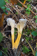 Craterellus lutescens