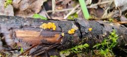 Bactridium flavum