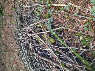 Poculum firmum