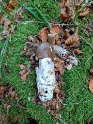 Amanita pachyvolvata