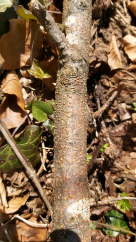 Nectria cinnabarina