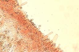Galerina atkinsoniana