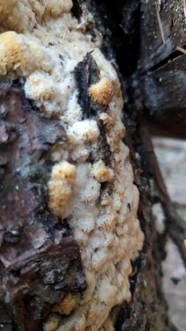 Mycoacia gilvescens