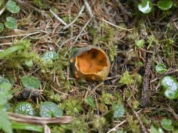 Caloscypha fulgens