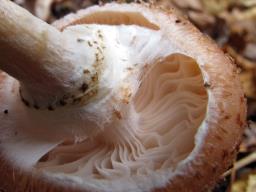 Armillaria borealis