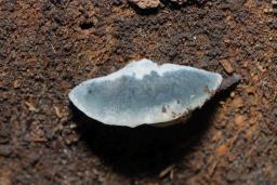 Cyanosporus caesius