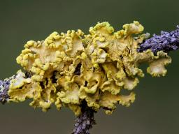 Vulpicida pinastri
