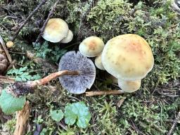 Hypholoma capnoides