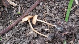 Tubaria dispersa