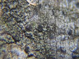 Amandinea punctata
